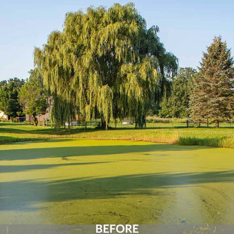 Airmax KnockDown Defense result showing clearer pond water