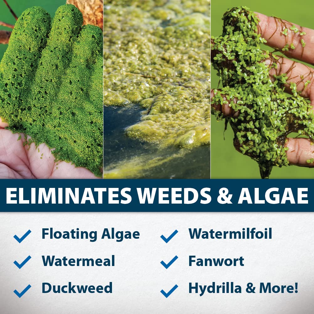 Airmax KnockDown Defense floating algae being treated for clearer water
