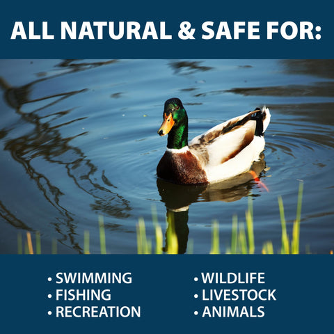 Airmax MuckAway natural bacteria formulation offers a non-chemical treatment option.