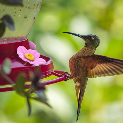 Aiyorse colorful feeder flowers help invite hummingbirds to visit.