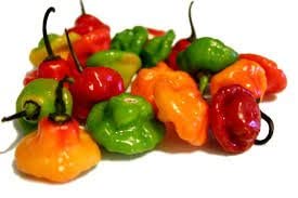Aji Gustoso seeds pack front for reliable summer harvest planning.