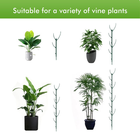 AK1980 eco-friendly plant stakes guide climbing plants toward light.