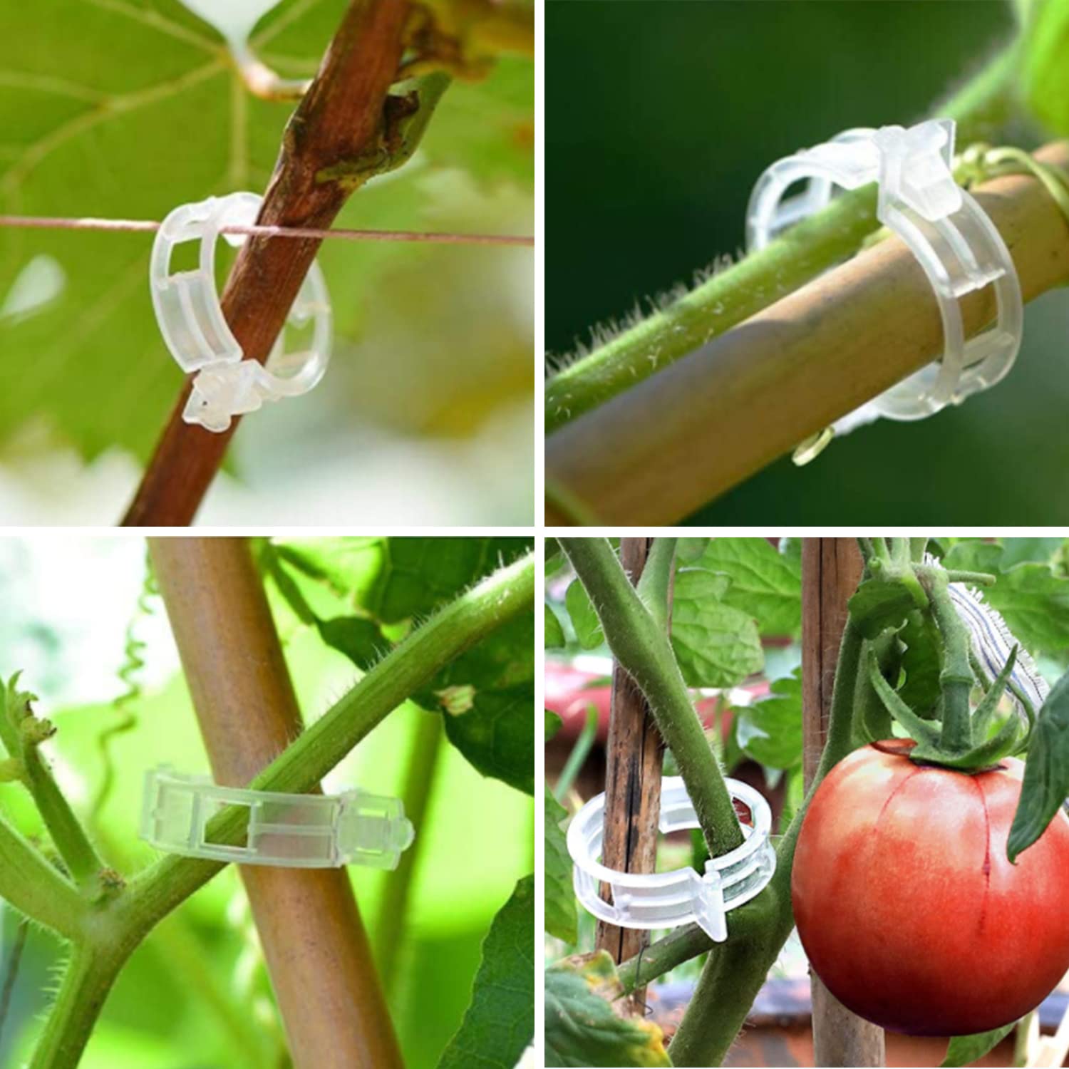 AK1980 Garden clips on trellis support cucumber and pepper growth.
