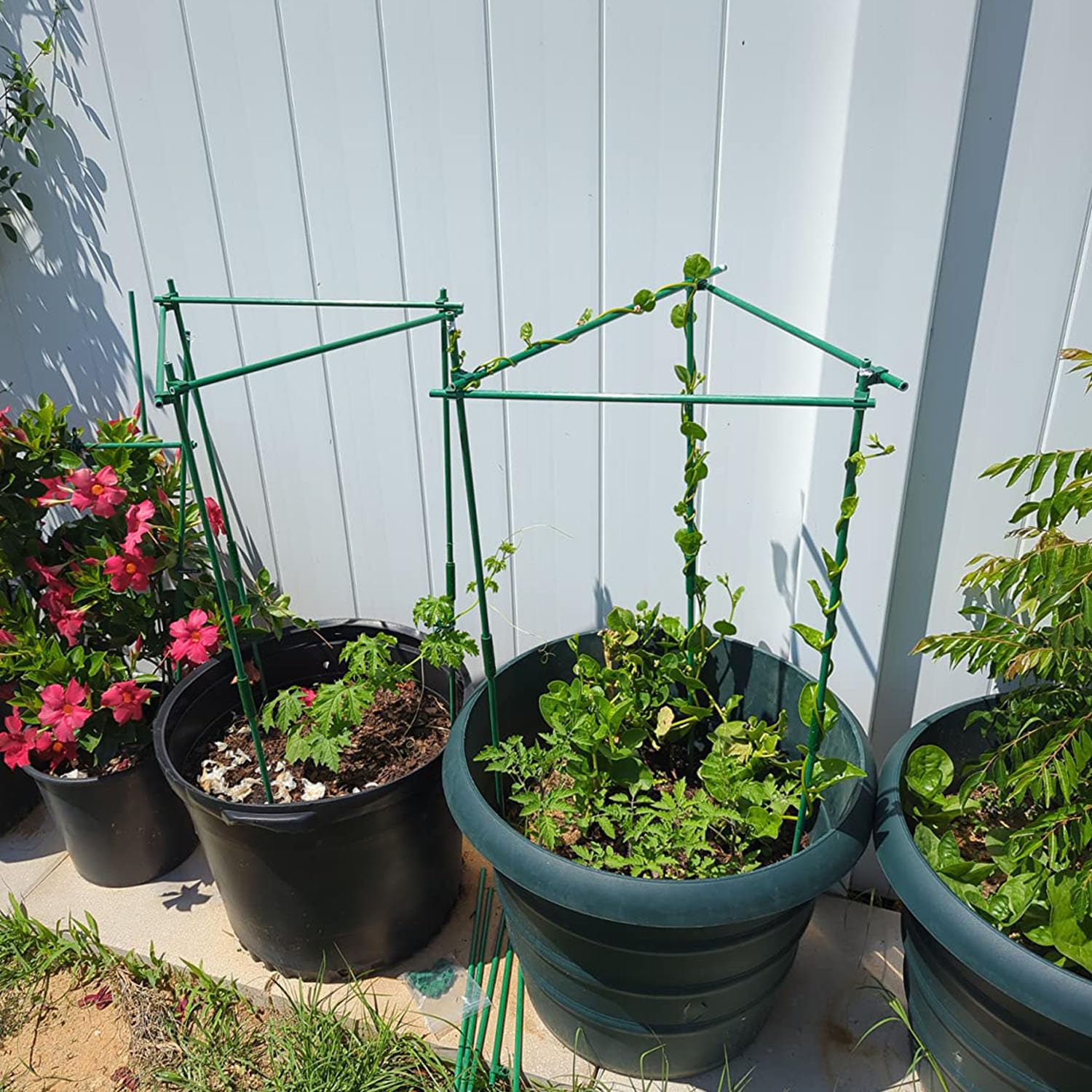 Alabzphsia tomato stake in action keeping vines upright