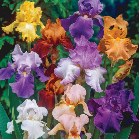 Alasines Beauty Mix Bearded Iris bulbs in bloom for a vibrant border display