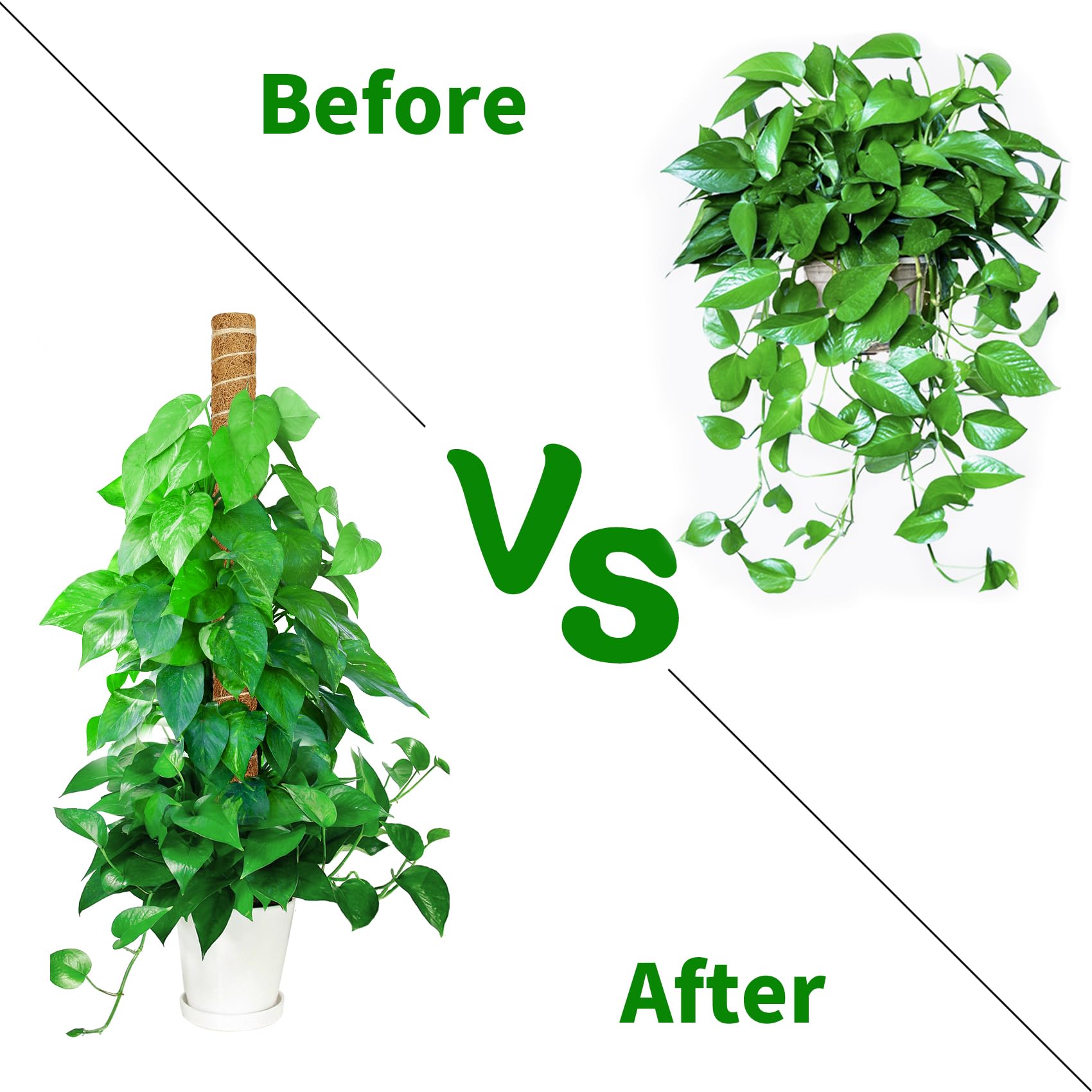 ALENEY natural coconut coir material blends with indoor greenery
