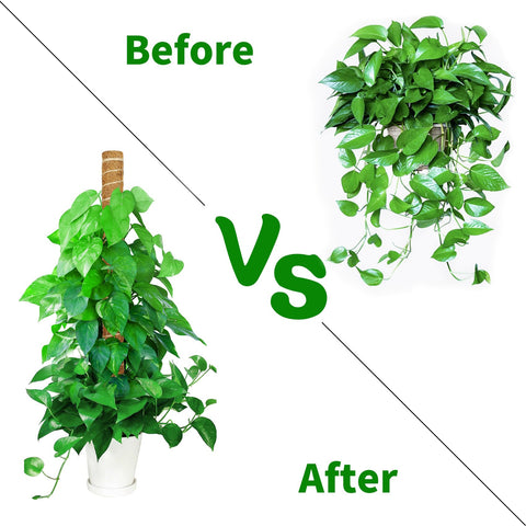 ALENEY natural coconut coir material blends with indoor greenery