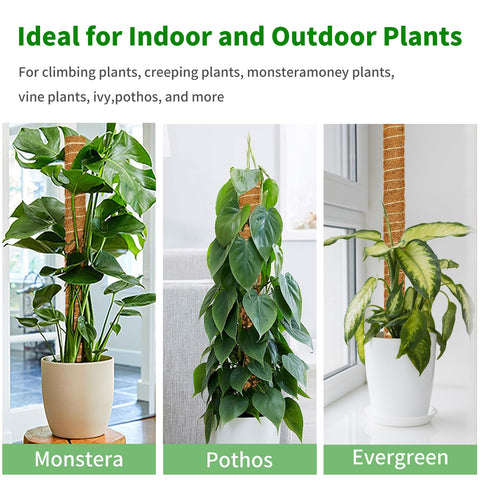 ALENEY moss pole as an elegant vertical accent for plants
