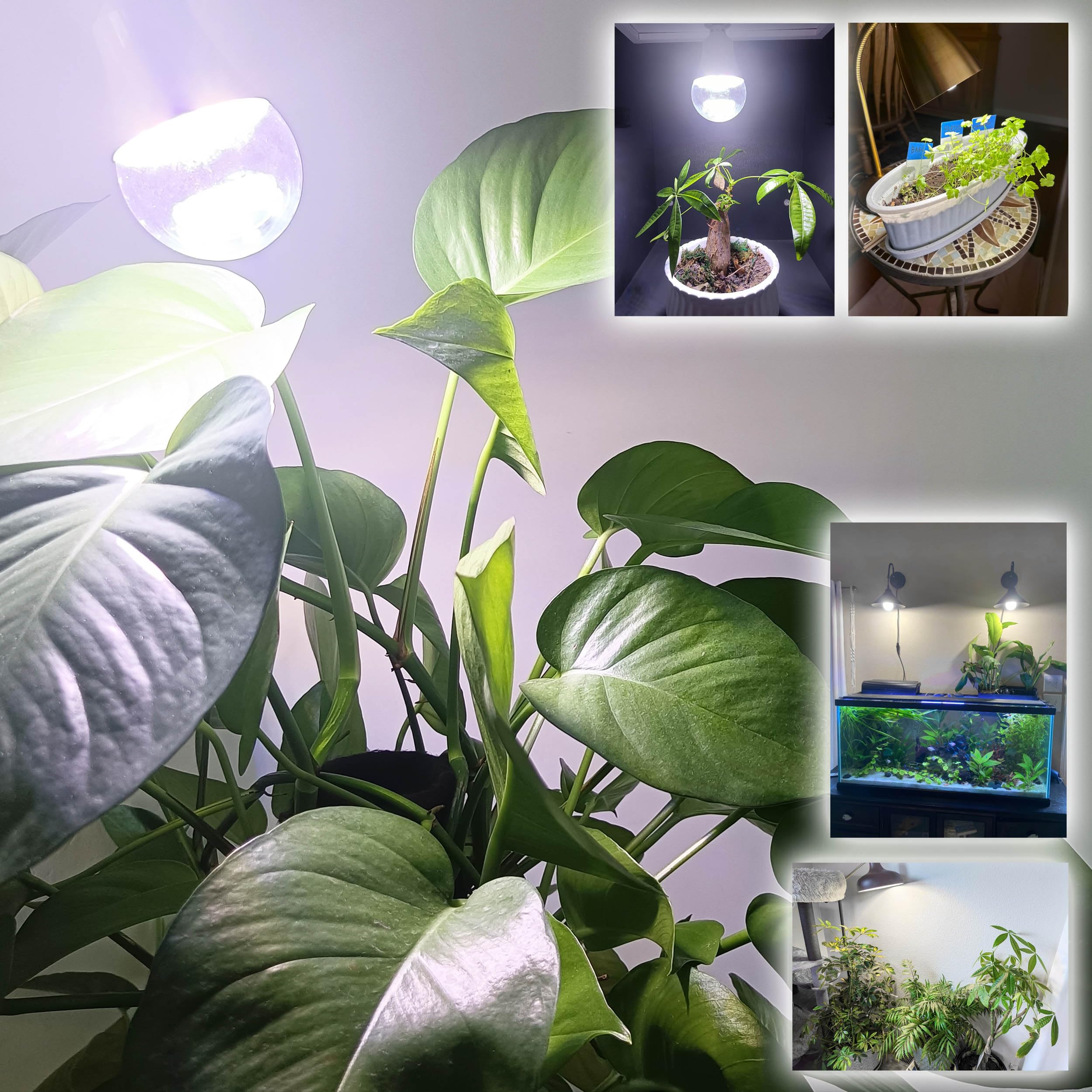 ALIDE E26 bulb aiding flowering and fruiting in plants