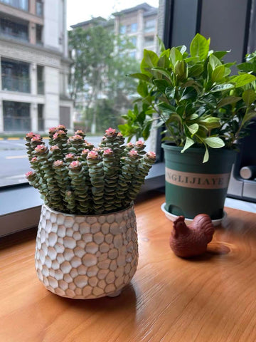 Alikexin kitchen countertop decor that stores utensils while adding farmhouse charm.