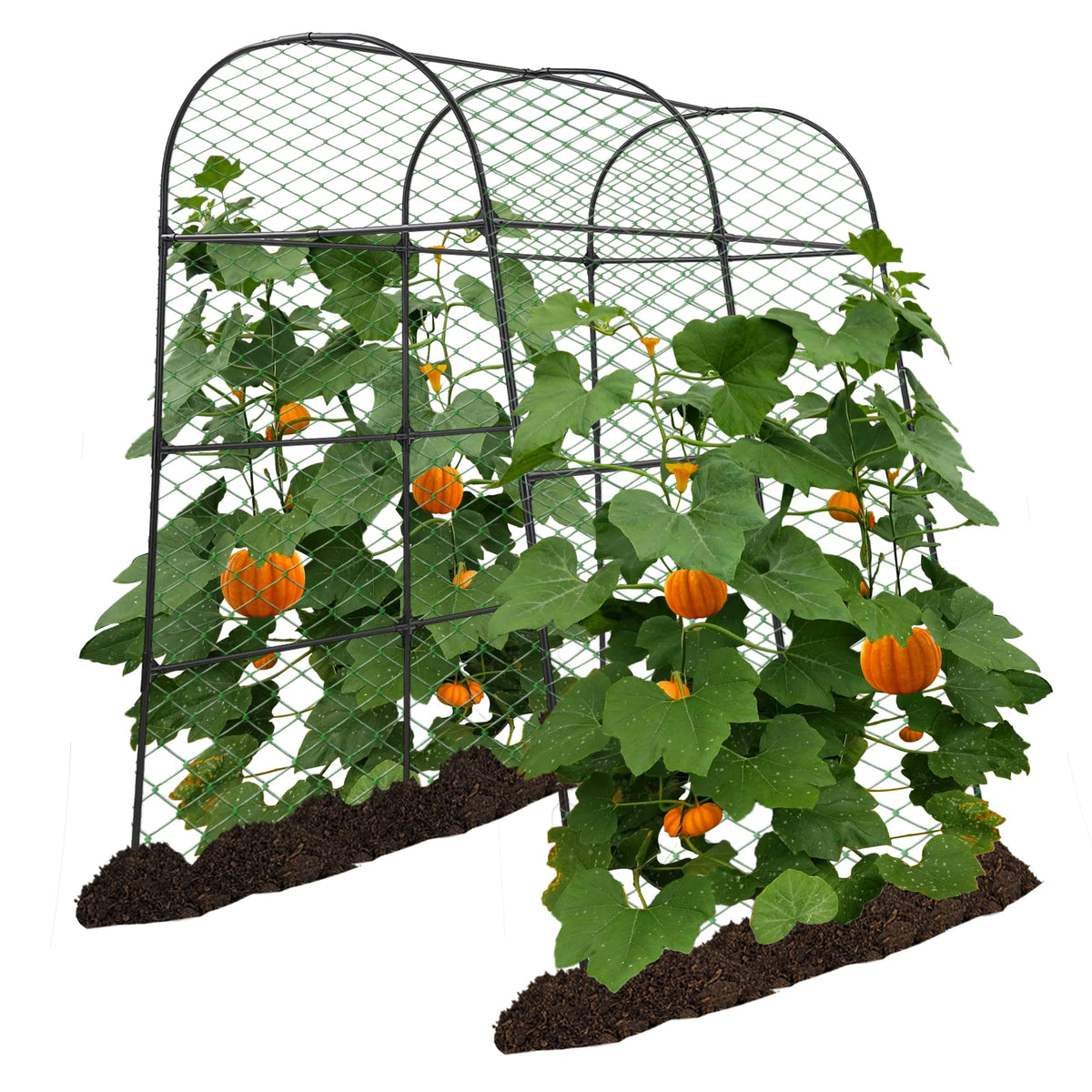 AlisisFores garden arch trellis front view supports vertical vegetable growth.