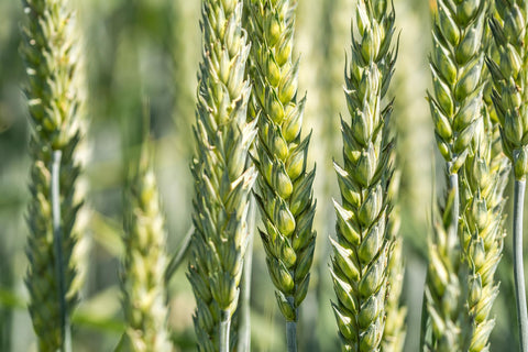 All Good Things wheat field at dawn shows hearty plants ready for spring sowing.