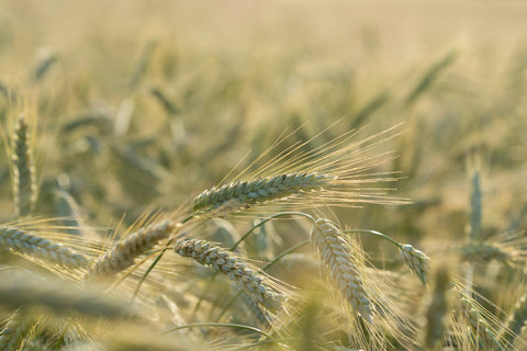 Closeup of All Good Things hard red spring wheat kernels highlighting rich color and baking potential.