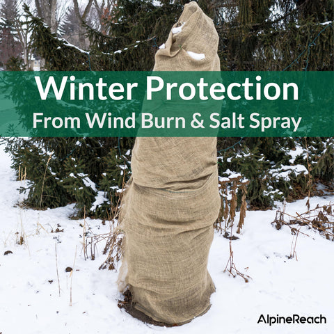 AlpineReach burlap used as plant protection and garden cover.