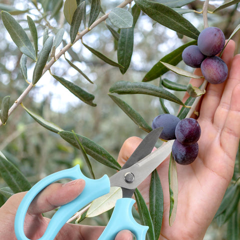 Alrhso color-set flower scissors available in four colors for easy organization.