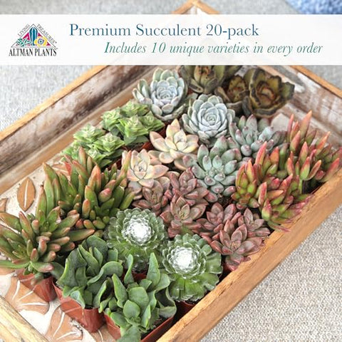 Altman Plants two-inch potted succulents easy-care starter collection