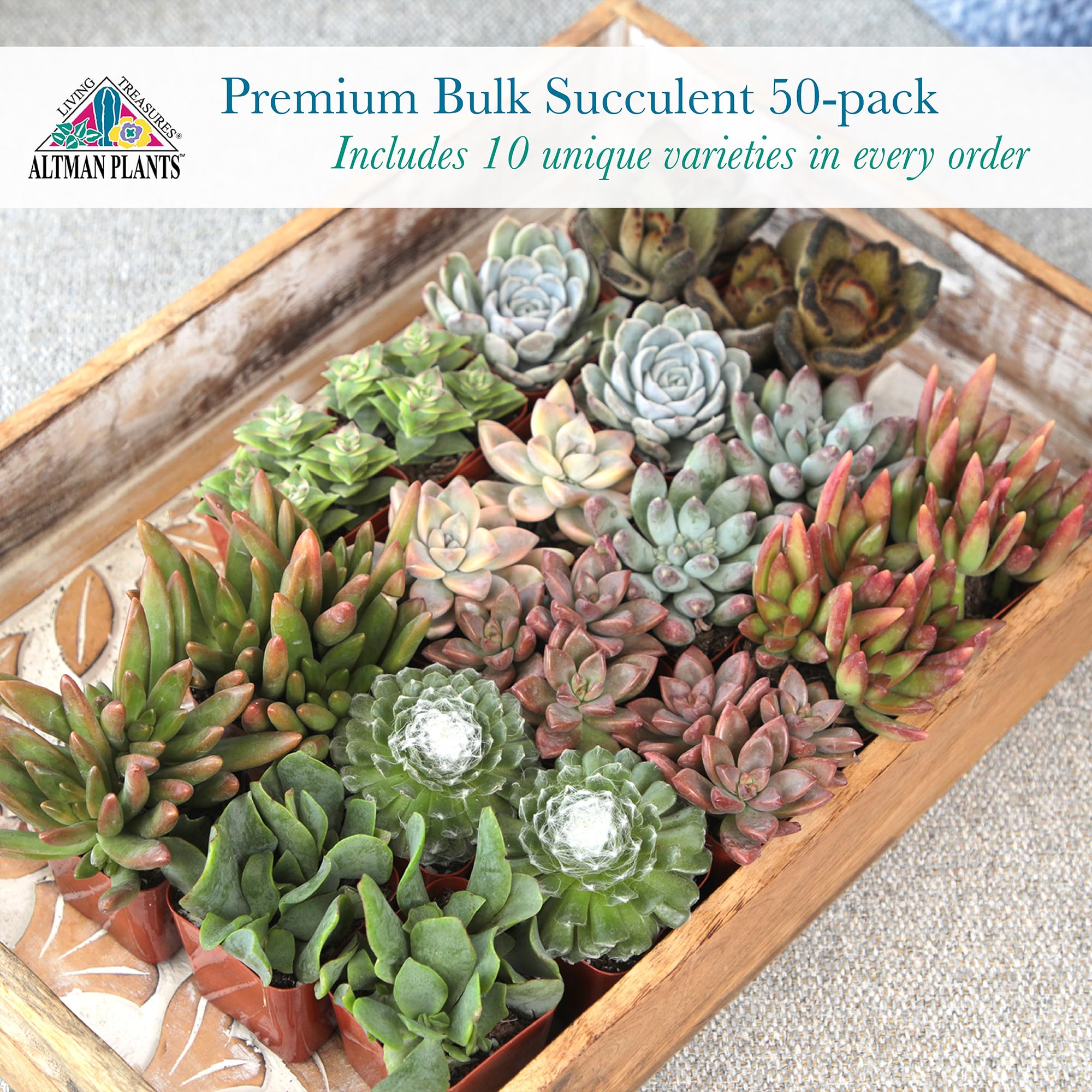 Altman Plants showcases 2-inch varieties including Kalanchoe, Crassula, and Sedum.