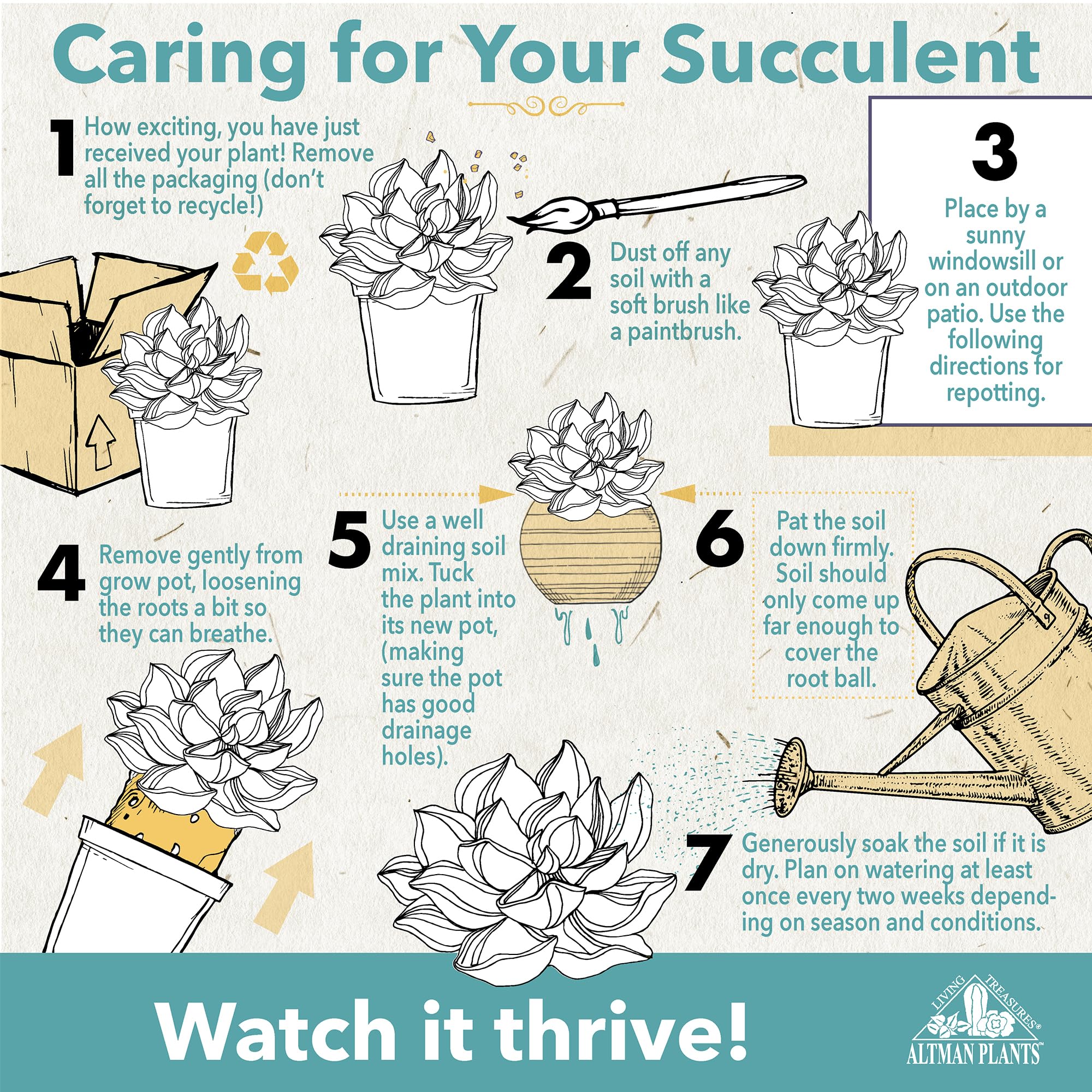 Altman Plants succulents in gift-ready planters for display