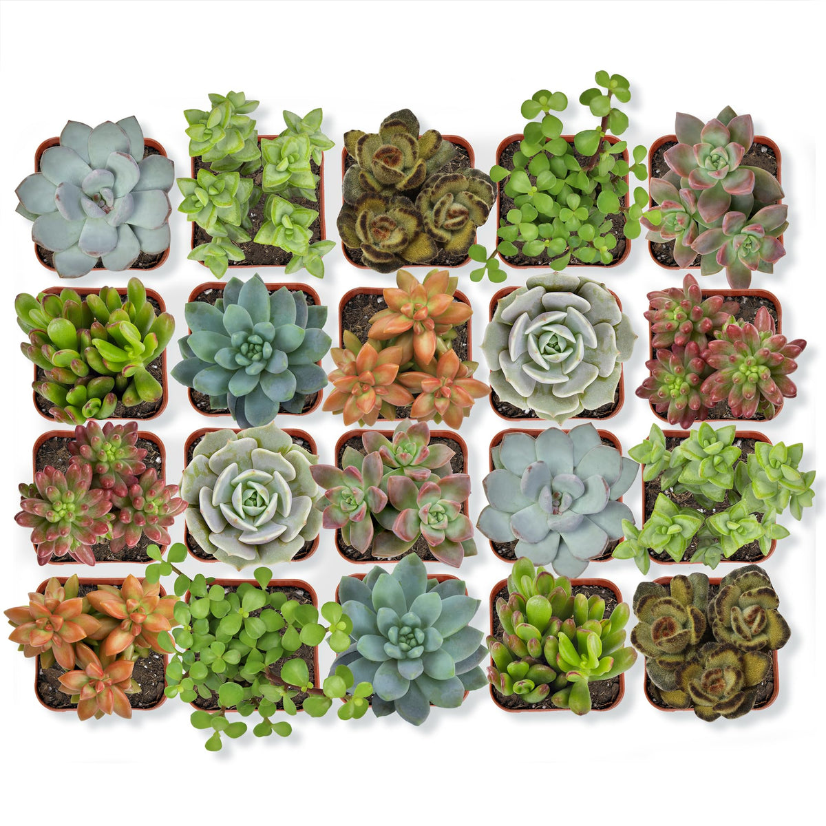 Altman Plants 20-pack succulents featuring rosettes for bright desk decor