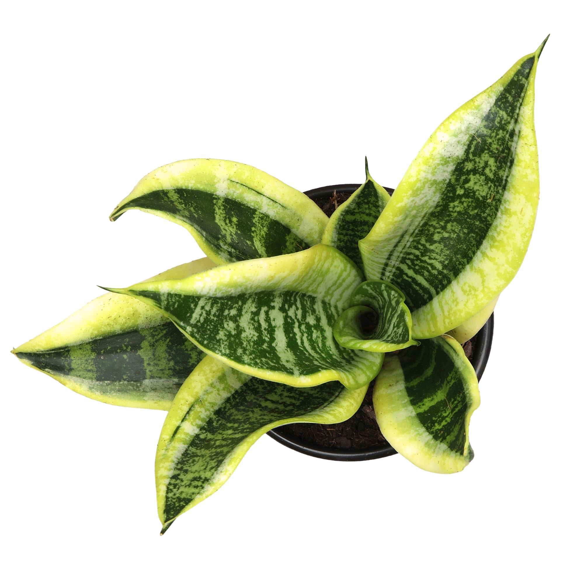 Altman Plants air-purifying snake plant helps improve indoor air quality.
