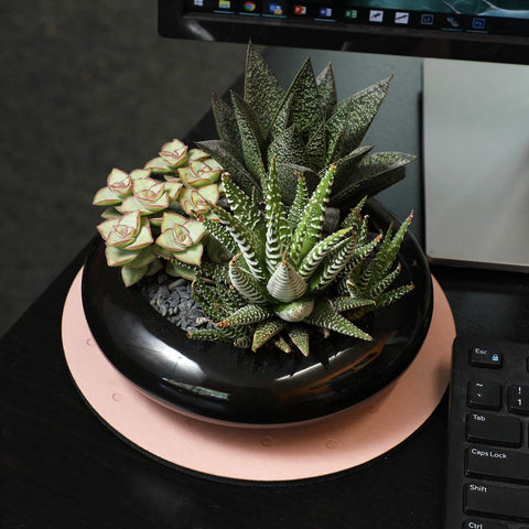 Altman Plants aloe variety in a rooted 2.5-inch pot for windowsill care.