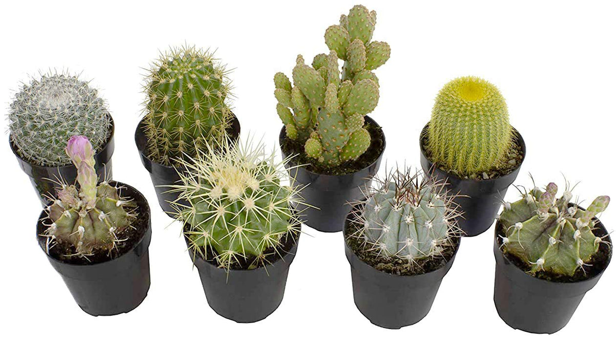 Altman Plants assorted cactus pack 8 showcases beginner-friendly indoor plants for bright spaces.