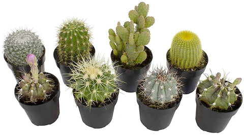 Altman Plants assorted cactus pack 8 showcases beginner-friendly indoor plants for bright spaces.