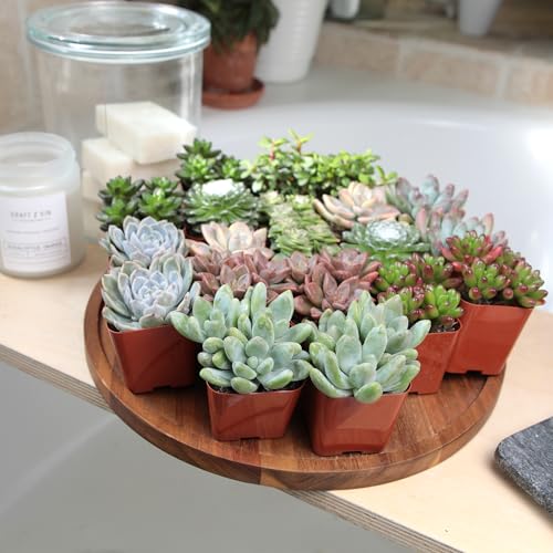Altman Plants assorted succulent varieties for mixed arrangements