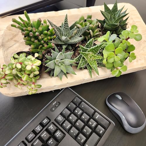 Altman Plants assorted succulents in 2.5-inch pots brighten up offices.