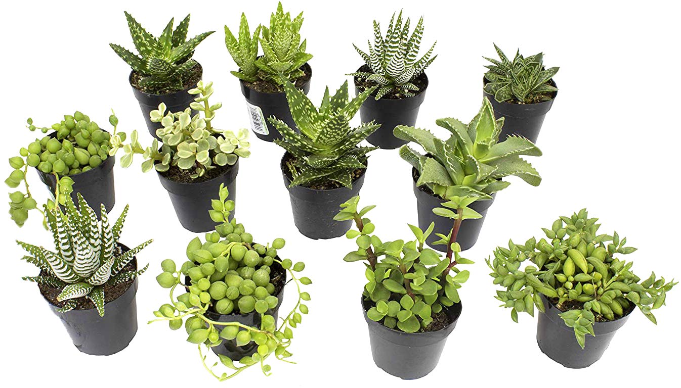 Altman Plants assorted succulents in a desk-ready 2.5-inch pot for indoor greenery.