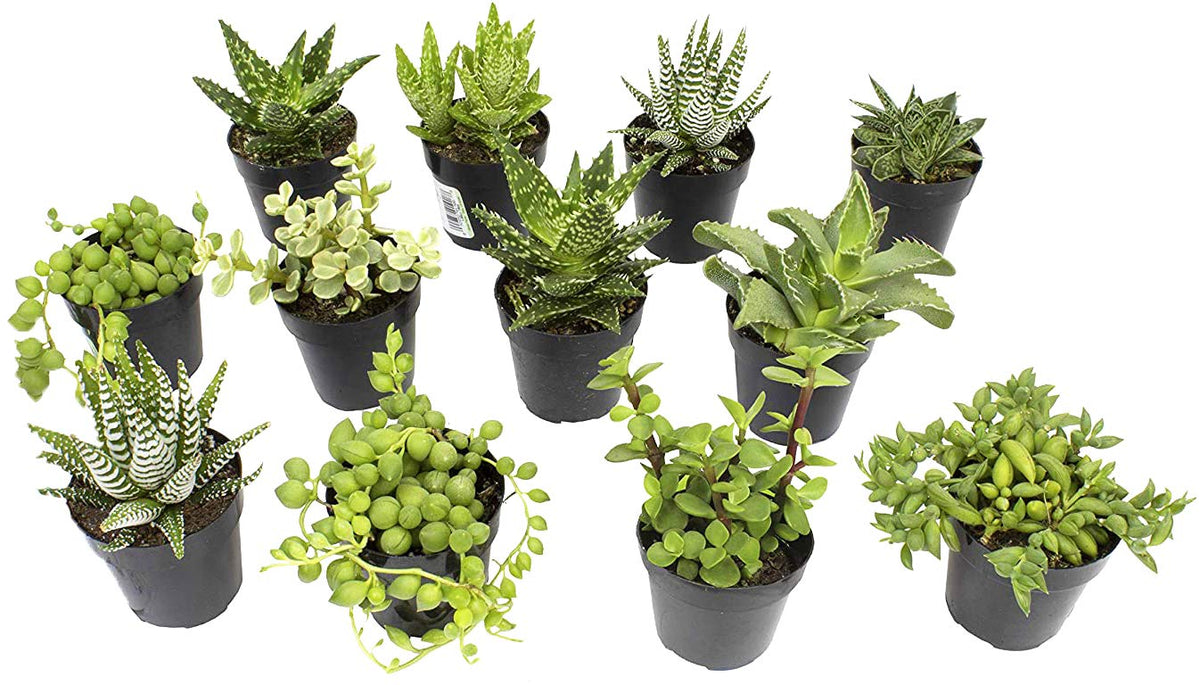 Altman Plants assorted succulents in a desk-ready 2.5-inch pot for indoor greenery.