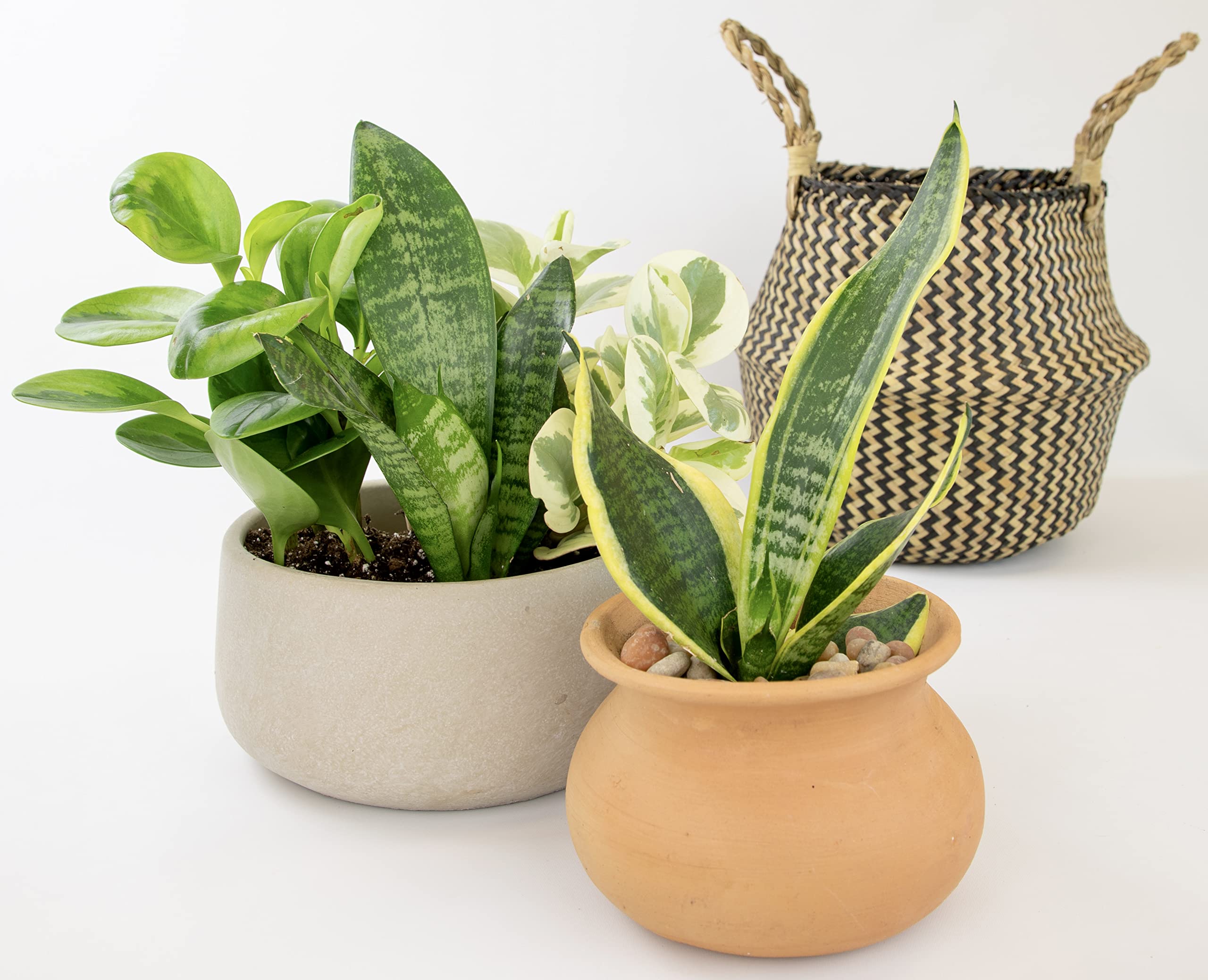 Altman Plants calathea pattern adds color and texture to interiors.