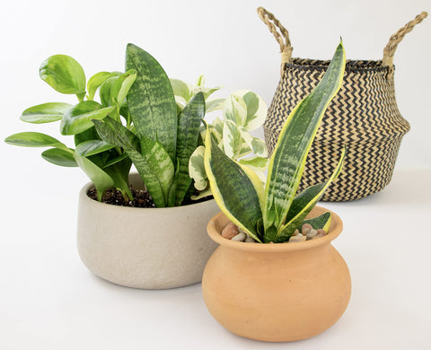 Altman Plants calathea pattern adds color and texture to interiors.