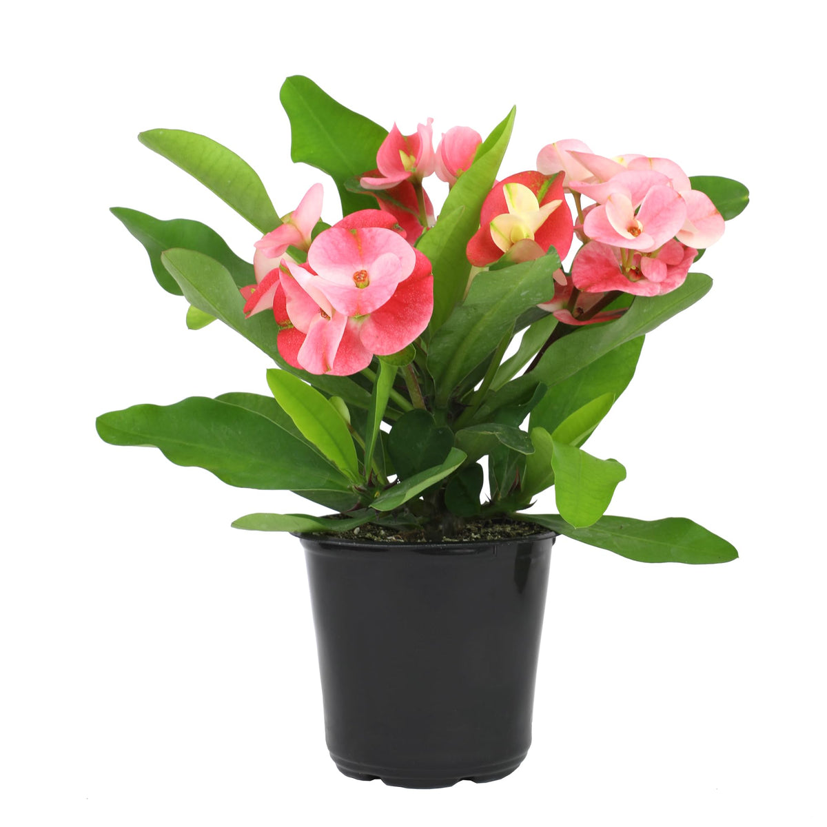 Altman Plants Crown of Thorns plant in a 4.25 inch pot with indoor year-round blooms.