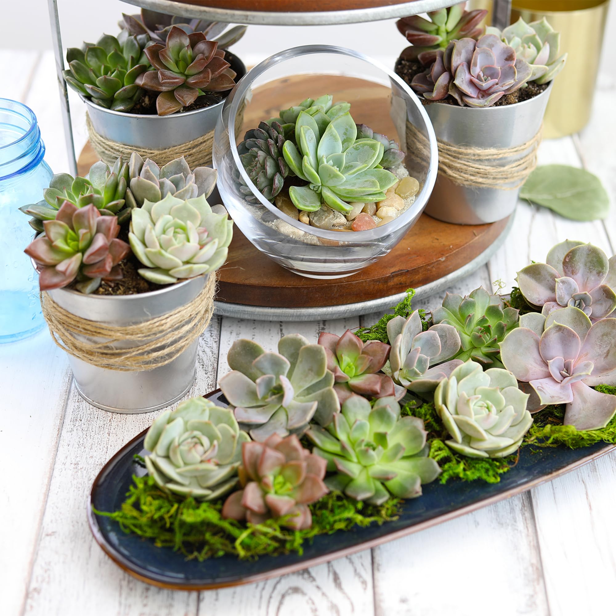 Altman Plants delightful assortment offers varied colors and shapes for flexible displays.