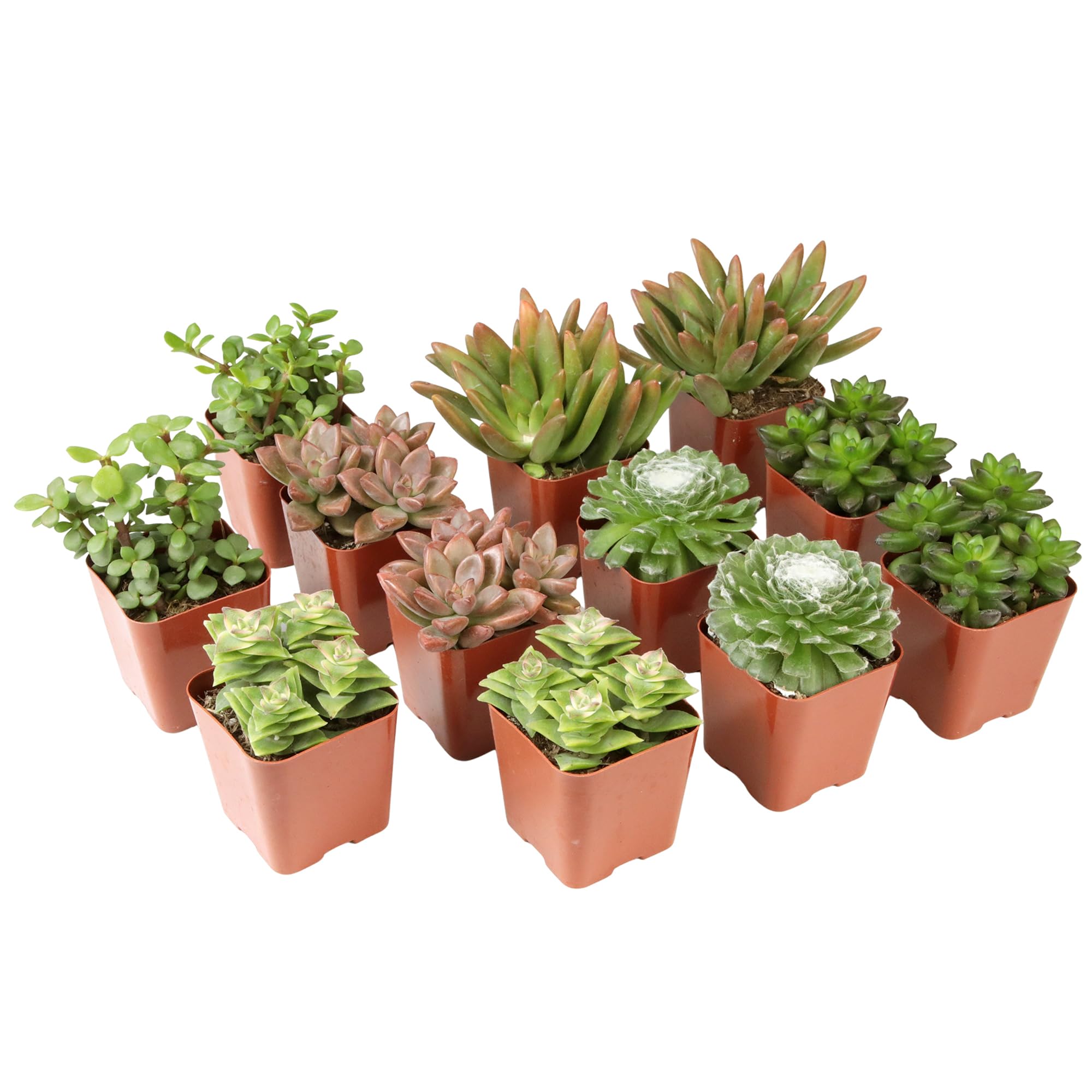 Altman Plants deluxe live succulents in a 12-pack, ready to grow for beginners.