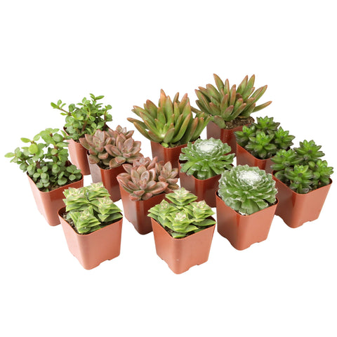 Altman Plants deluxe live succulents in a 12-pack, ready to grow for beginners.