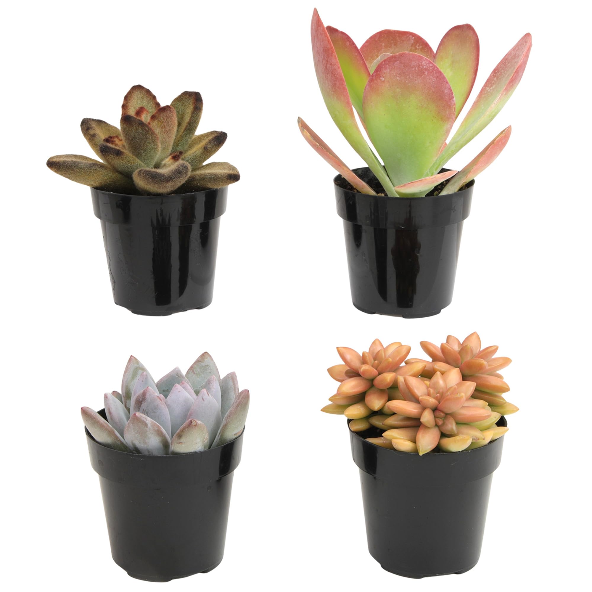 Altman Plants Desert Fire 4-pack in 2.5-inch pots for easy indoor display