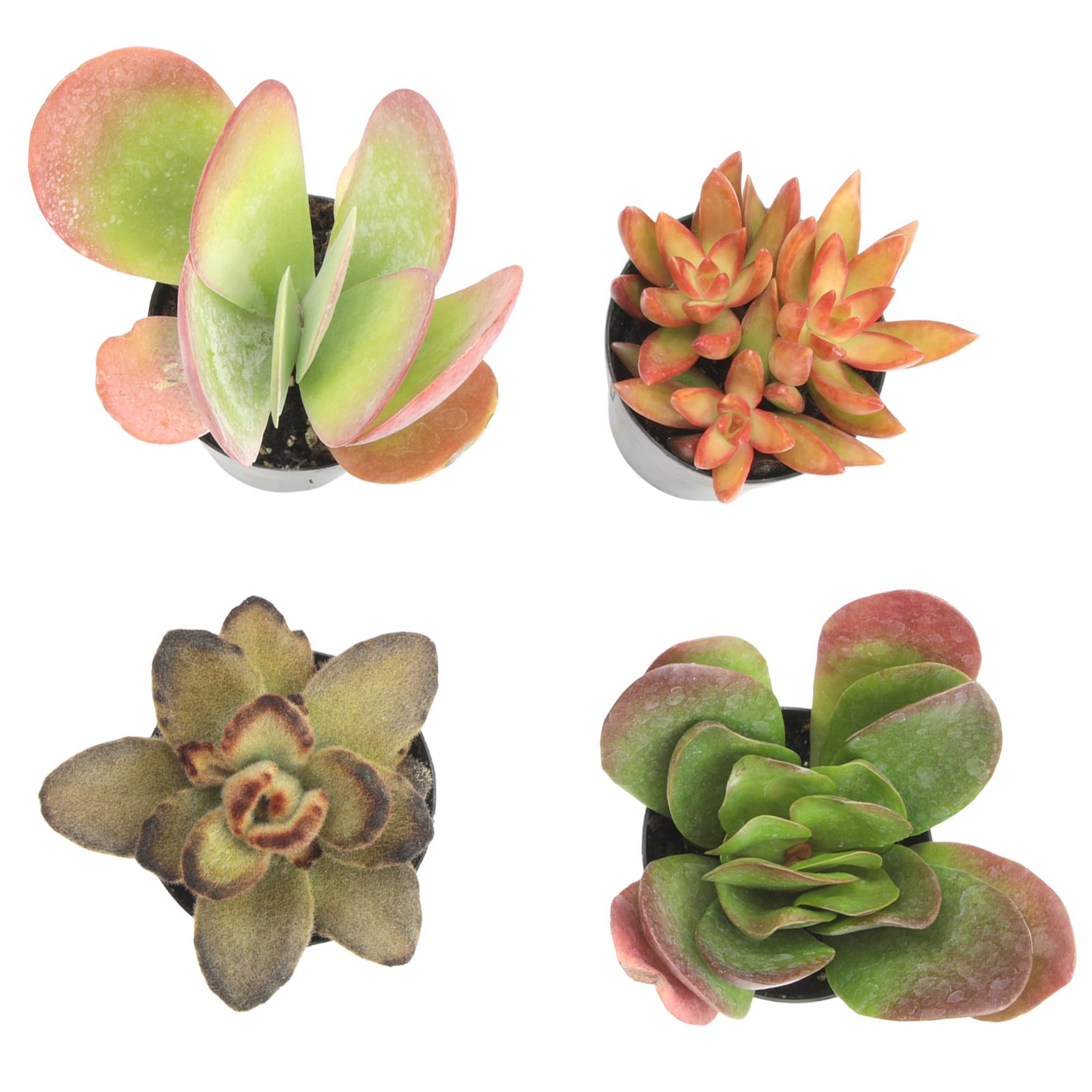 Altman Plants Bright light helps colorize these succulents beautifully