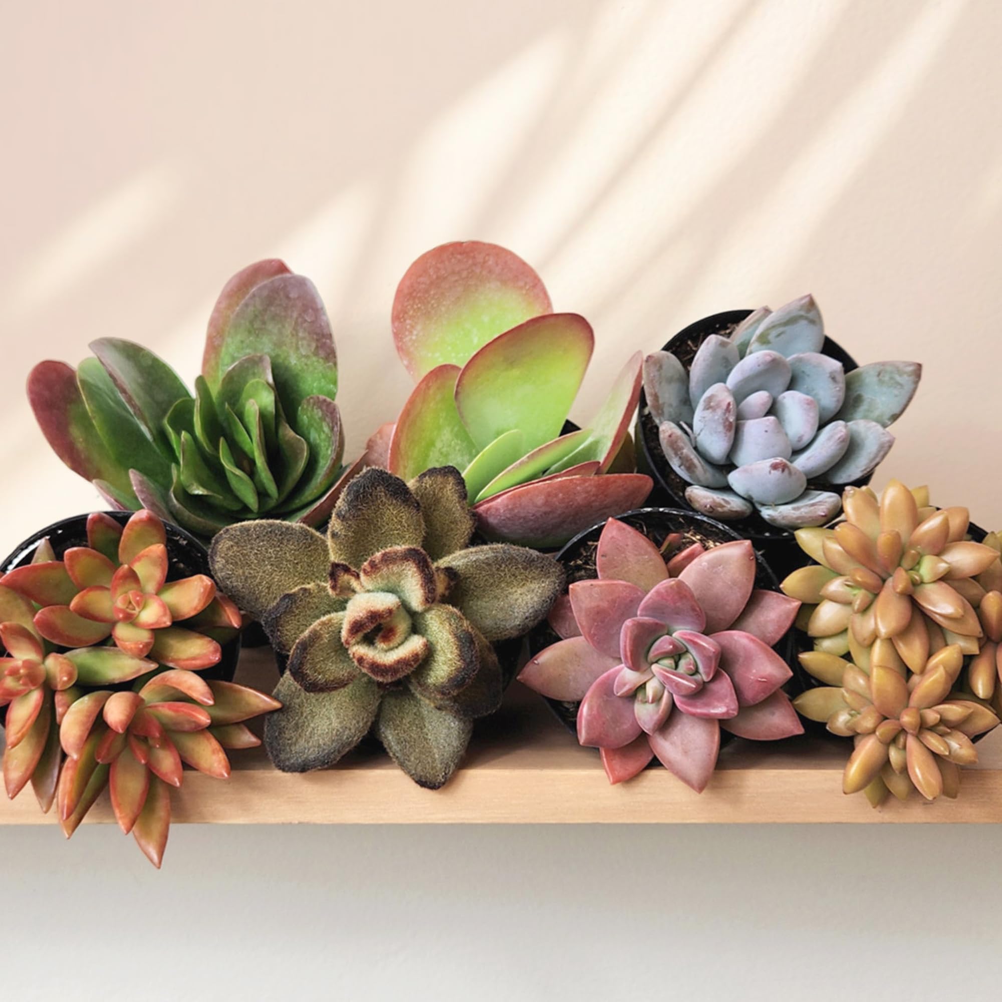 Altman Plants Colorful Desert Fire mix suits patios and sunlit balconies