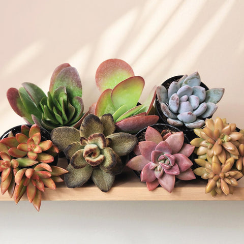 Altman Plants Colorful Desert Fire mix suits patios and sunlit balconies