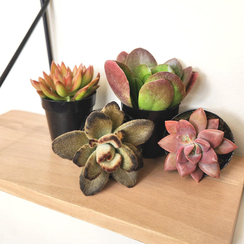 Altman Plants Easy care makes them beginner-friendly for home gardens