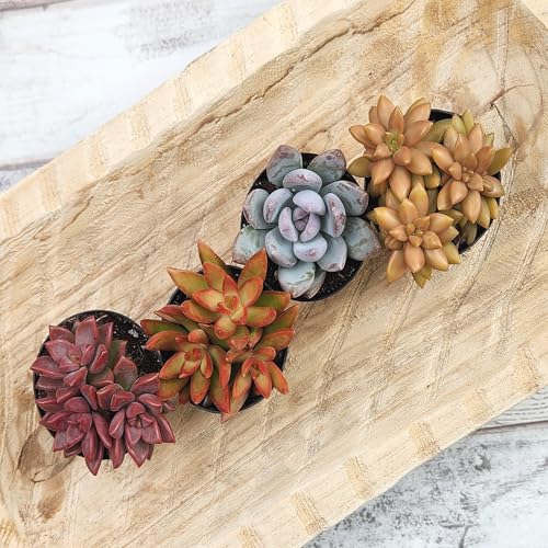 Altman Plants Graptosedum blend with soft rosette shapes for modern displays