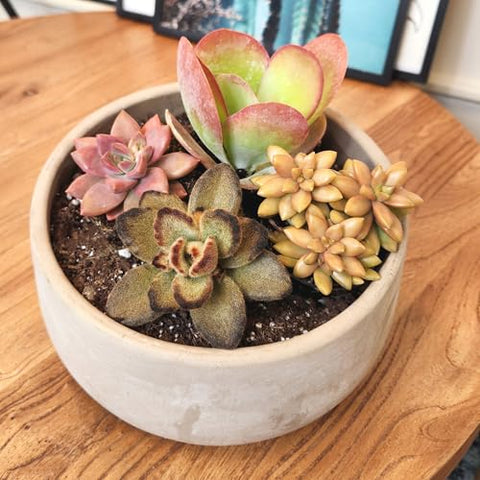 Altman Plants Kalanchoe mix adds bold color in sunny spaces