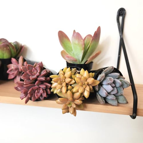 Altman Plants Sedum varieties add vibrant texture to bright room corners