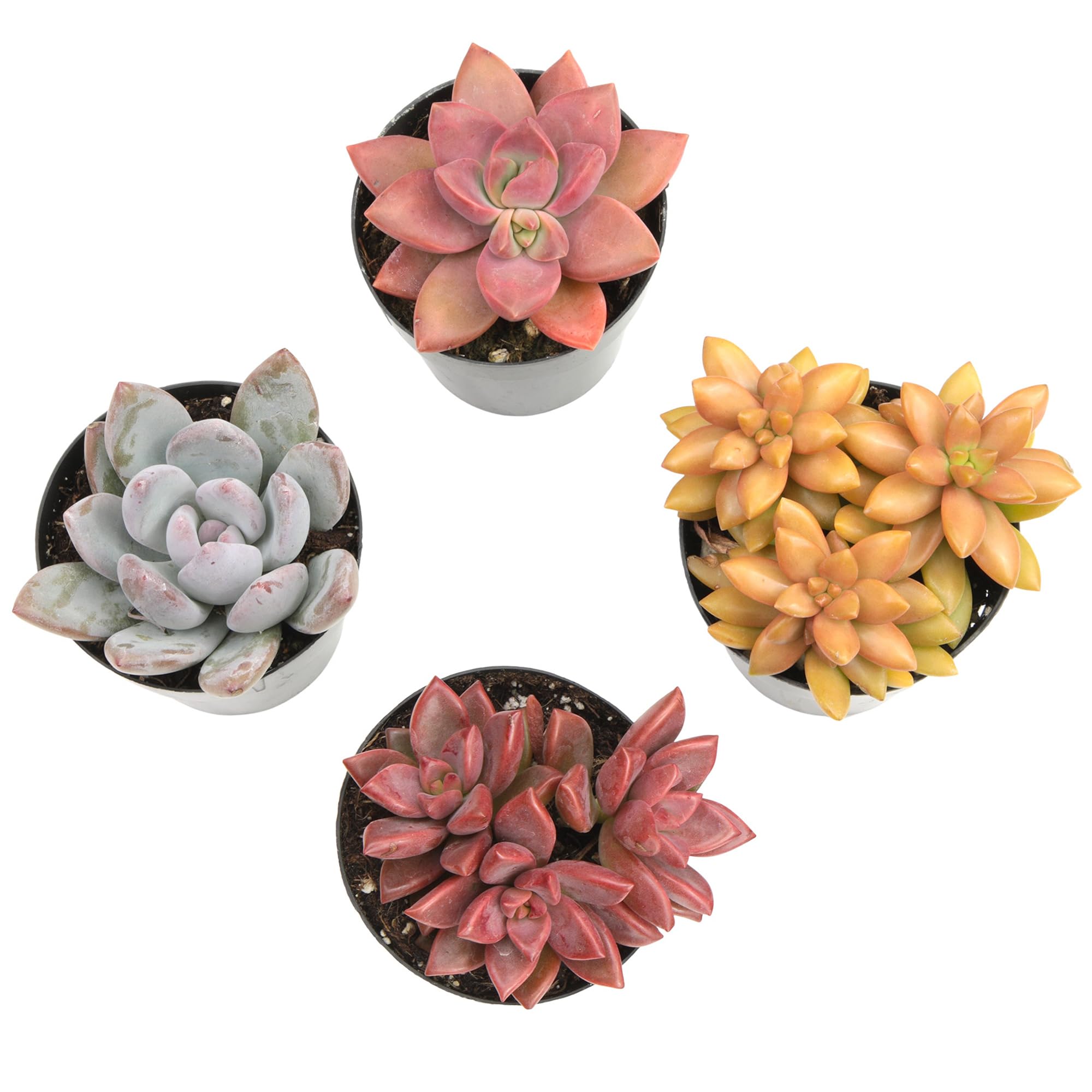 Altman Plants Desert Fire 4-pack is perfect for weddings and events