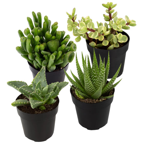 Altman Plants desk buddies four-pack on a bright desk, perfect for small spaces.