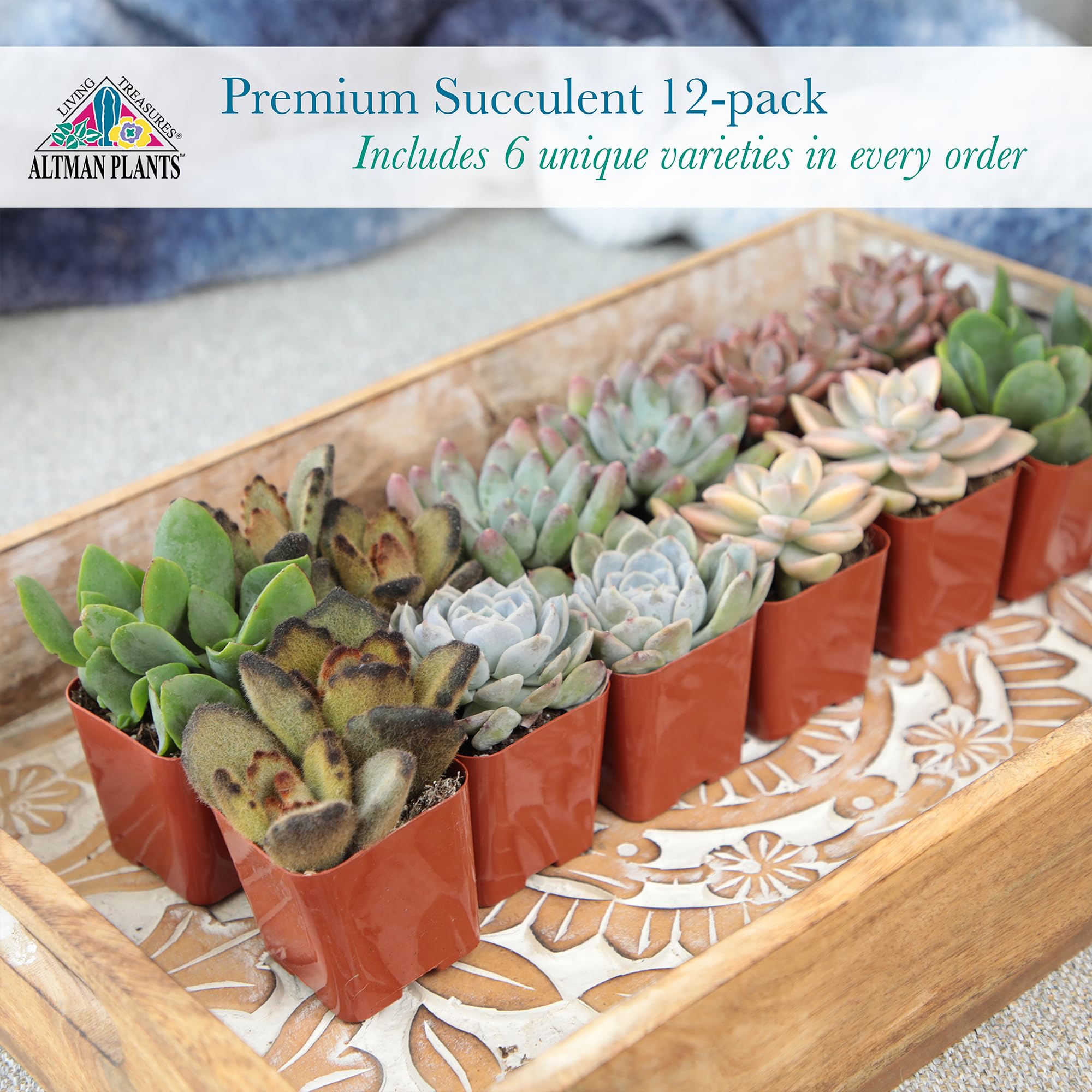 Ideal for DIY gardens, terrariums, wreaths, and wedding favors.