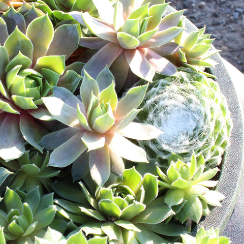 Altman Plants durable ceramic pot enhances indoor or outdoor living spaces
