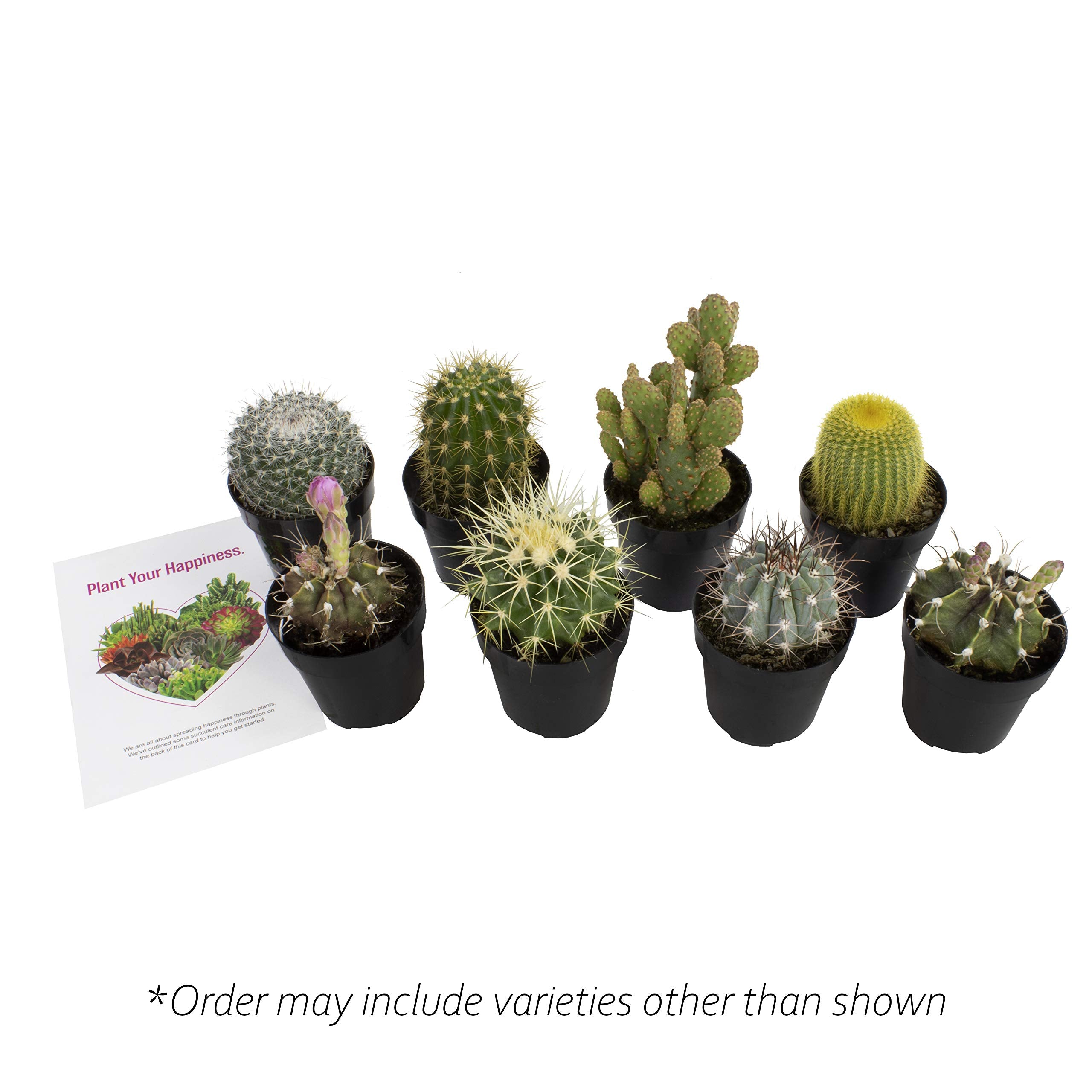Altman Plants eight-pack cactus bundle makes a thoughtful gift for plant lovers.
